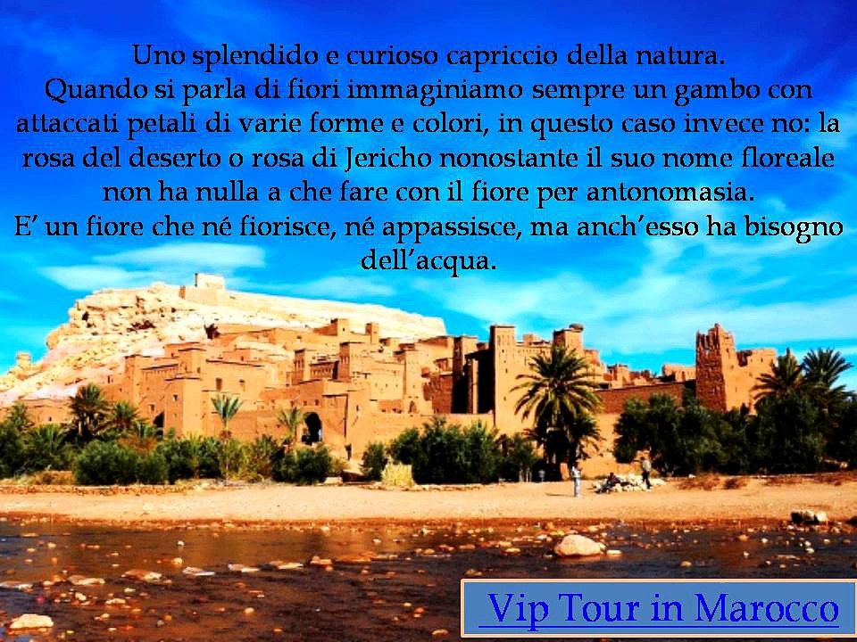 Vip_Tour_in_Marocco