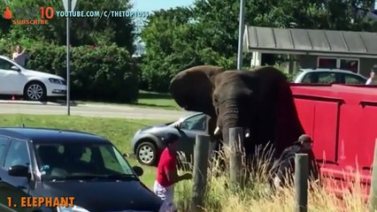THE TOP 10 -- TOP 10 RHINO AND ELEPHANT ATTACK CARS -- Rhino attacks cars, Elephant attacks cars