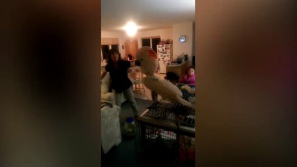Cockatoo Loves Backstreet Boys