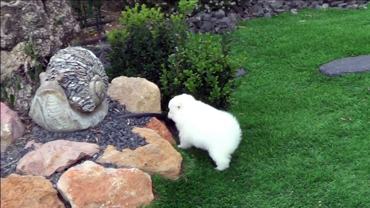 Chiot spitz blanche âge 1 mois et 1 semaine