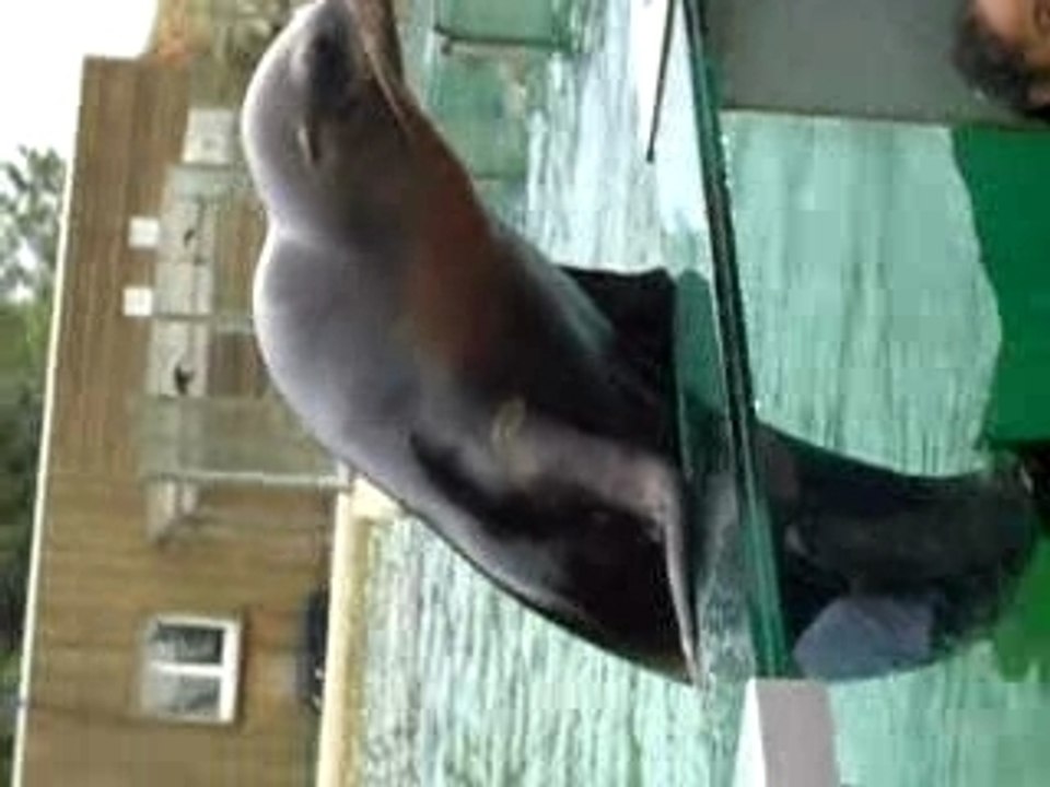 Elles sont folles ces otaries