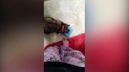 Curiousity Trapped The Cat