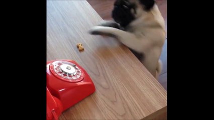 C'est ça la vie d'un petit chien : galère