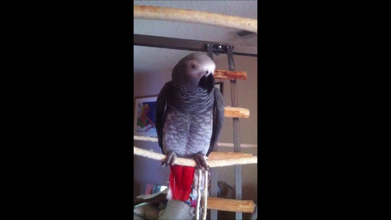 Ce perroquet couine comme un jouet pour chien