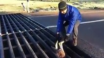 Il sauve un kangourou coincé au milieu de la route