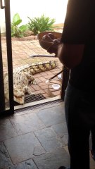 Elle nourrit le crocodile qu'elle a dans son jardin
