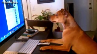 Top 10 Funny Dogs Sitting Like Humans Compilation 2014 [NEW].