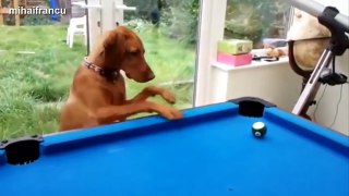 Funny Cats And Dogs Playing Pool Compilation 2014 [NEW].