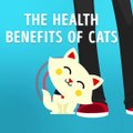 Benefits Of keeping Cat