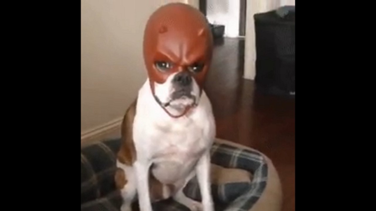 Daredevil Dog