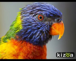 Exotic Animals of the Jungle