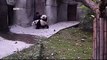 Le soigneur pris en sandwich entre deux pandas pendant une séance de soins