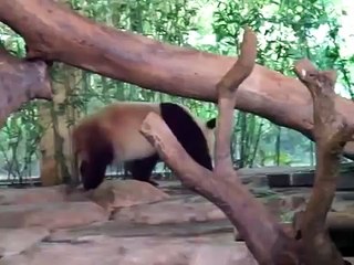 Le panda qui réserve une - sale - surprise à l'un de ses compagnons en train de dormir