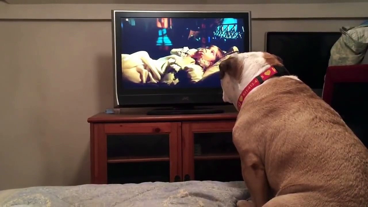 Khaleesi, le chien le plus cinéphile au monde