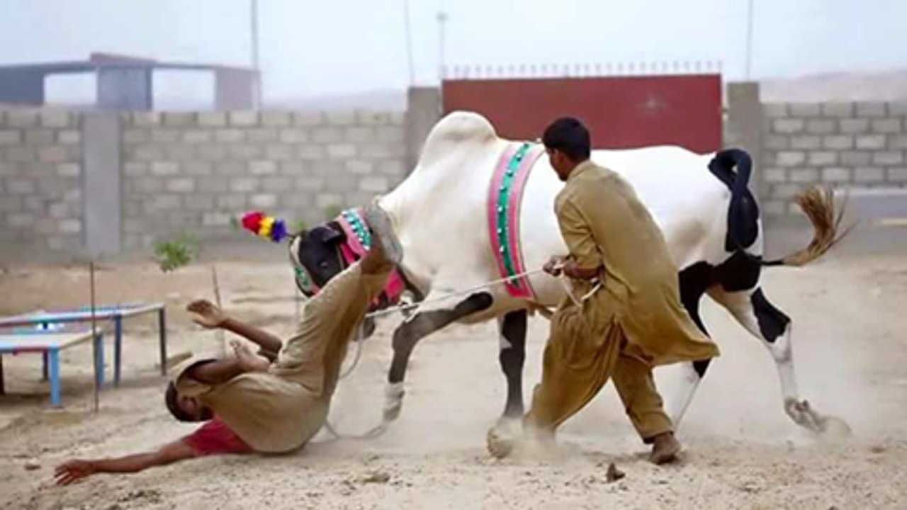 Animals attack on people ! Funny compilations 2016