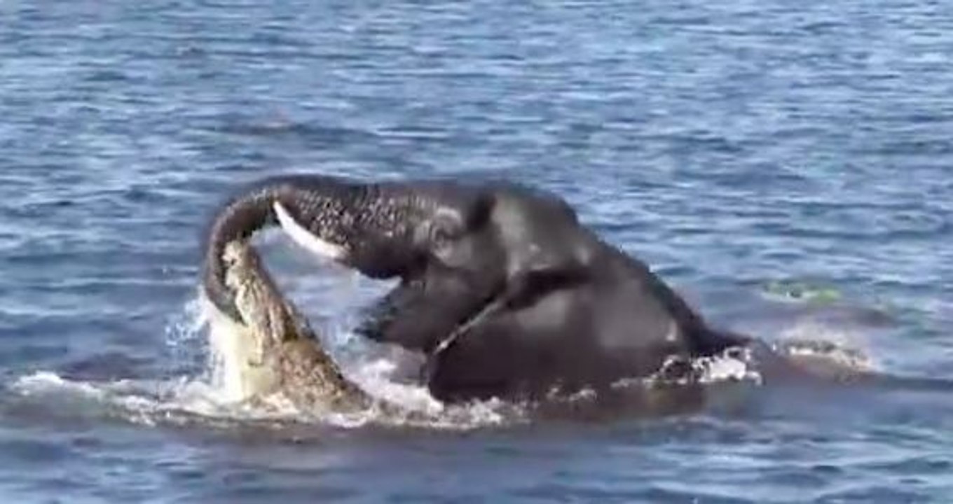 Un crocodile attaque un éléphant en pleine baignade !