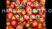 How To Grow Tomatoes In Hanging Baskets And Containers