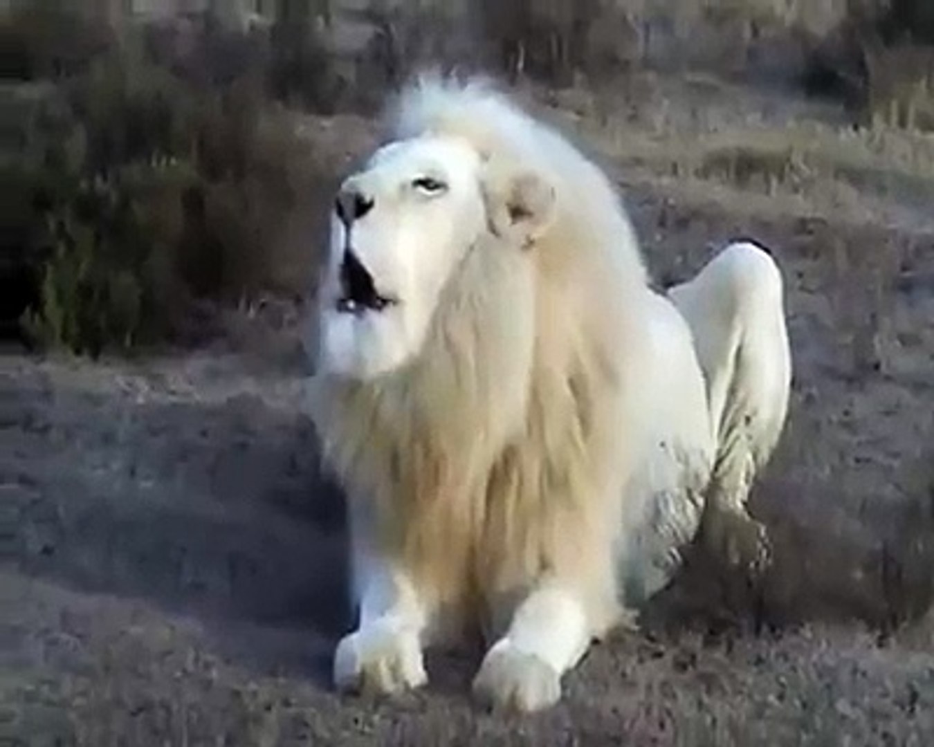Lion Blanc Qui Rugit Video Dailymotion