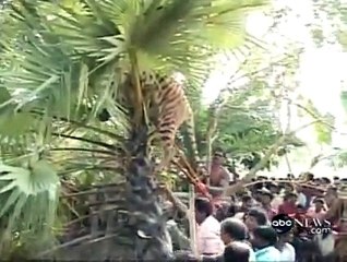 Tiger Attacked by Village Mob
