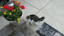 Funy Cat Friendly Feral Cat Wants Breakfast