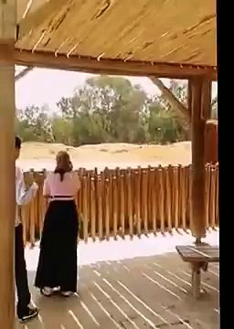 Menina de sete anos morre em zoológico após elefante atirar uma pedra em sua cabeça