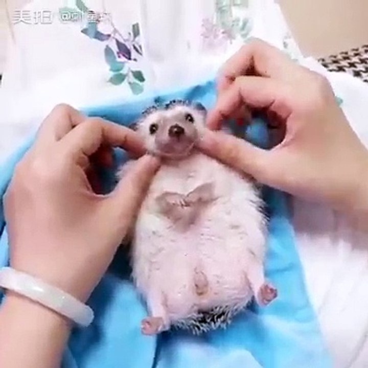 massage d'un hérisson