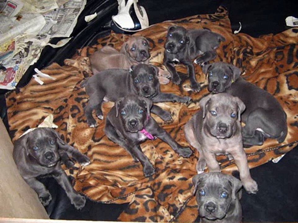 blu dragon cane corso