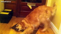 Most Funny Dogs Reacting To Lemons Compilation 2014 [NEW].