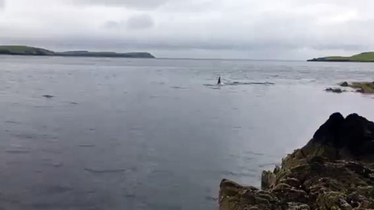Ce phoque échappe à la vue d'un orque qui le chassait - belle esquive