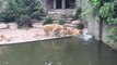 Une lionne chasse et bouffe un Héron dans son enclos au Zoo