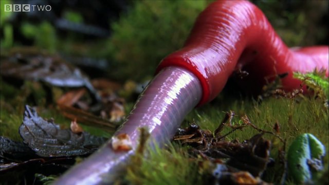 Ces vers de terres géants sont vraiment monstrueux !