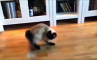 Funny Animal Videos - Crazy Cats Jump Fails Videos compilation