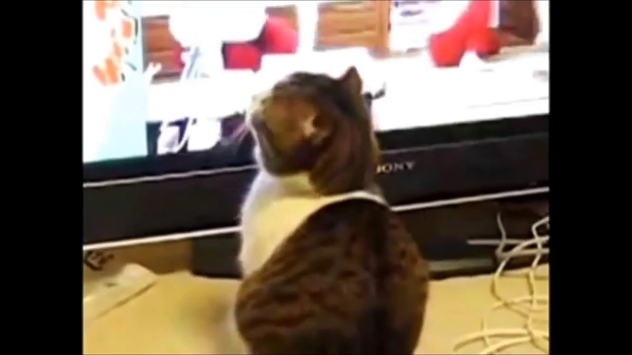 TOP 10 des vidéos de Chats les plus vues de tous les temps !