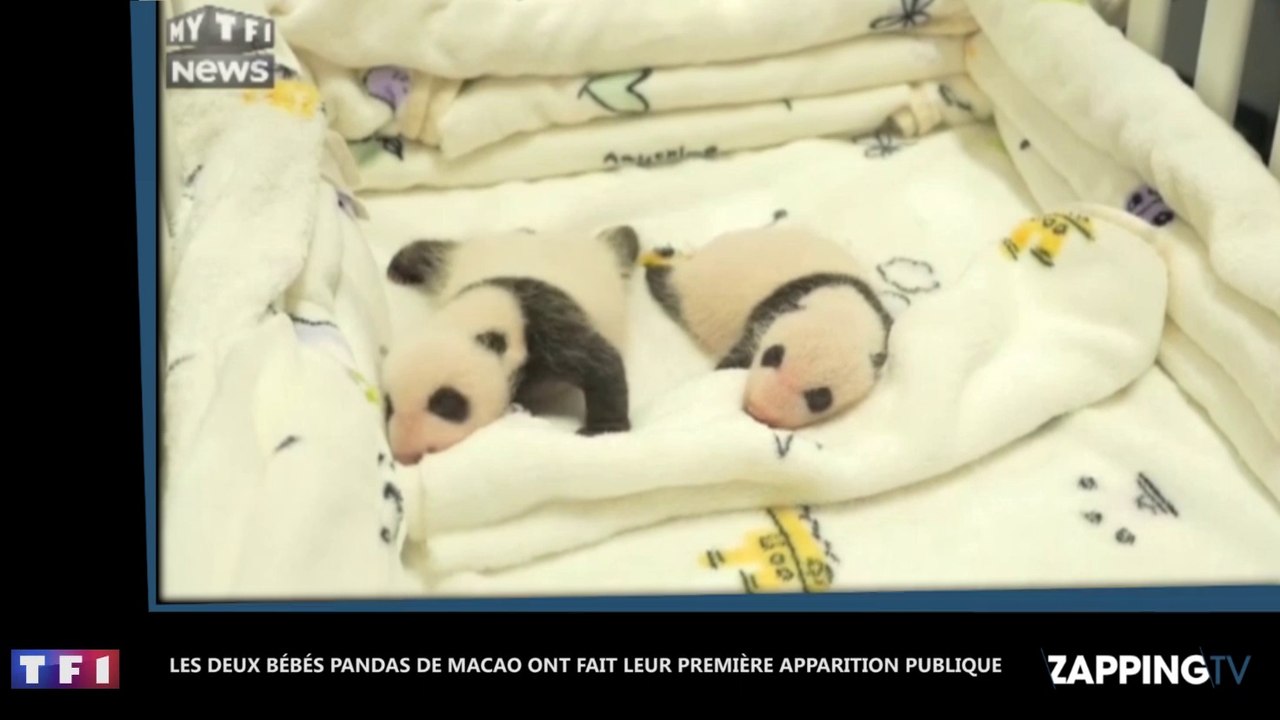 Zoo de Macao : Les deux bébés pandas âgés d'un...