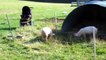 Top Animals get shocked by electric fence