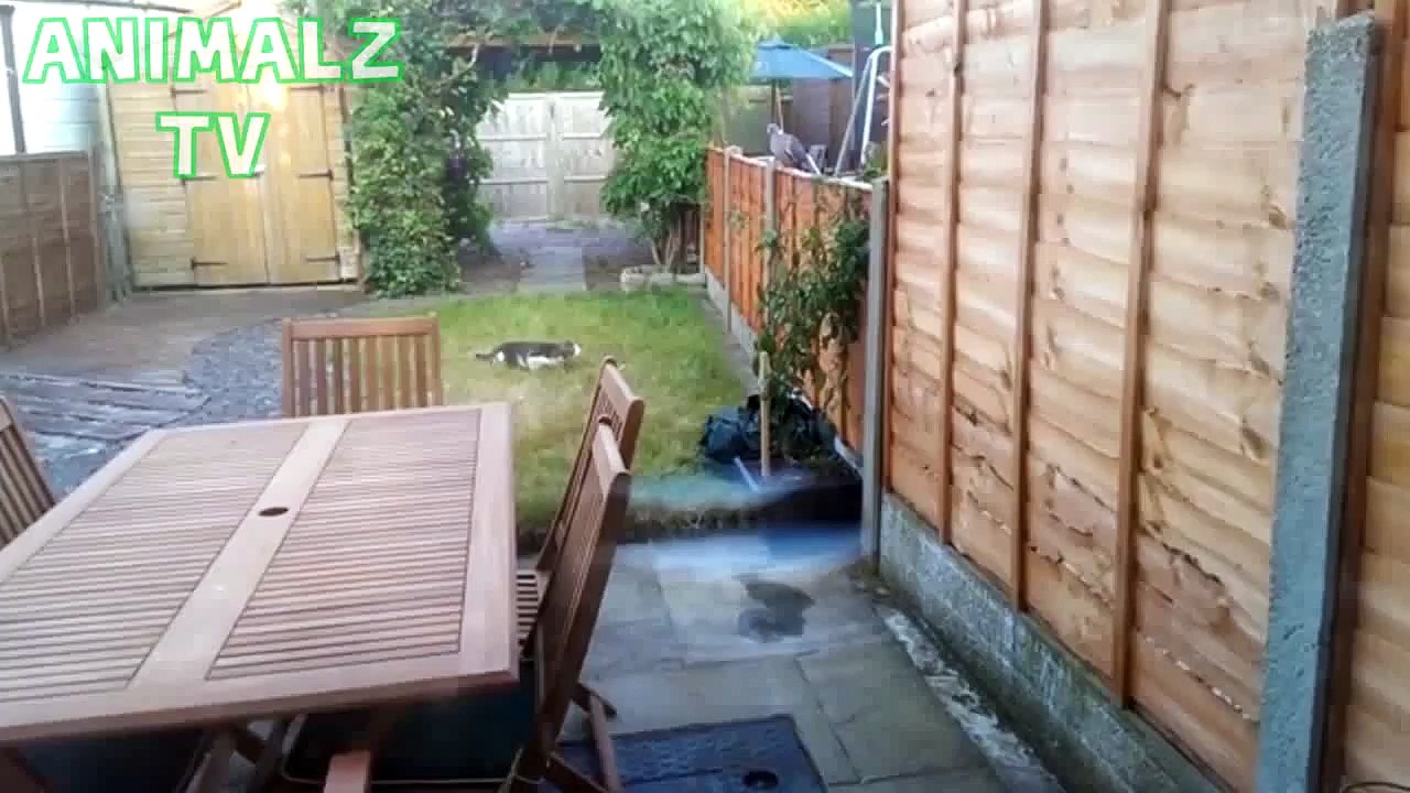 Try Not to Laugh or Grin While Watching This Super Funny Animals - IMPOSSIBLE CHALLENGE