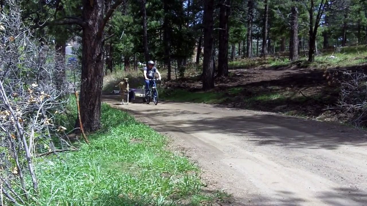 Vous voyez le dogue allemand courir à côté du vélo ? Eh bien, regarder la suite... MDR !