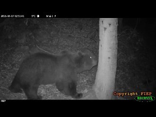 L'ours Néré filmé le 17 juin entre les vallées d'Aspe et d'Ossau par le Fiep