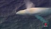 Une baleine à bosse apparaît au large des côtes Australiennes