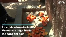 La crisis alimentaria afecta a los zoos de Venezuela