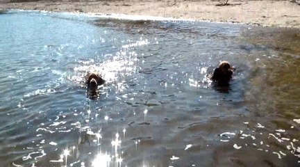 Premier bain de mer.