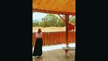 Incroyable ! Une pierre lancée par un éléphant blesse une petit fille de 7 ans