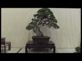 Bonsai exhibition in Convex Okayama, Japan 01-2016