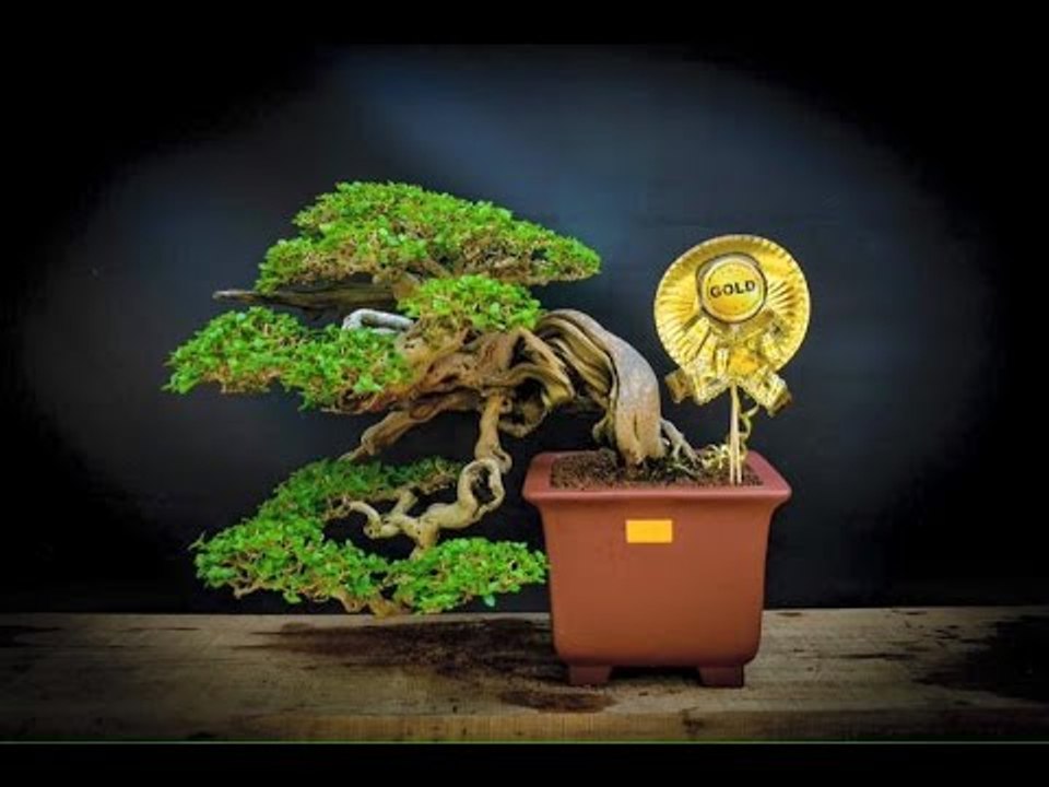 Bonsai Award Winners collections P1