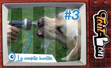 La compile insolite de Tout-Bon #3 (Juillet 2016)