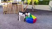 Baby miniature donkey plays with bean bag [Cute animals doing funny things] cutest animals ever
