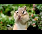 Beatboxing Squirrel Chipmunk Long Beat (best version) Funny Animals Alan Al Steve