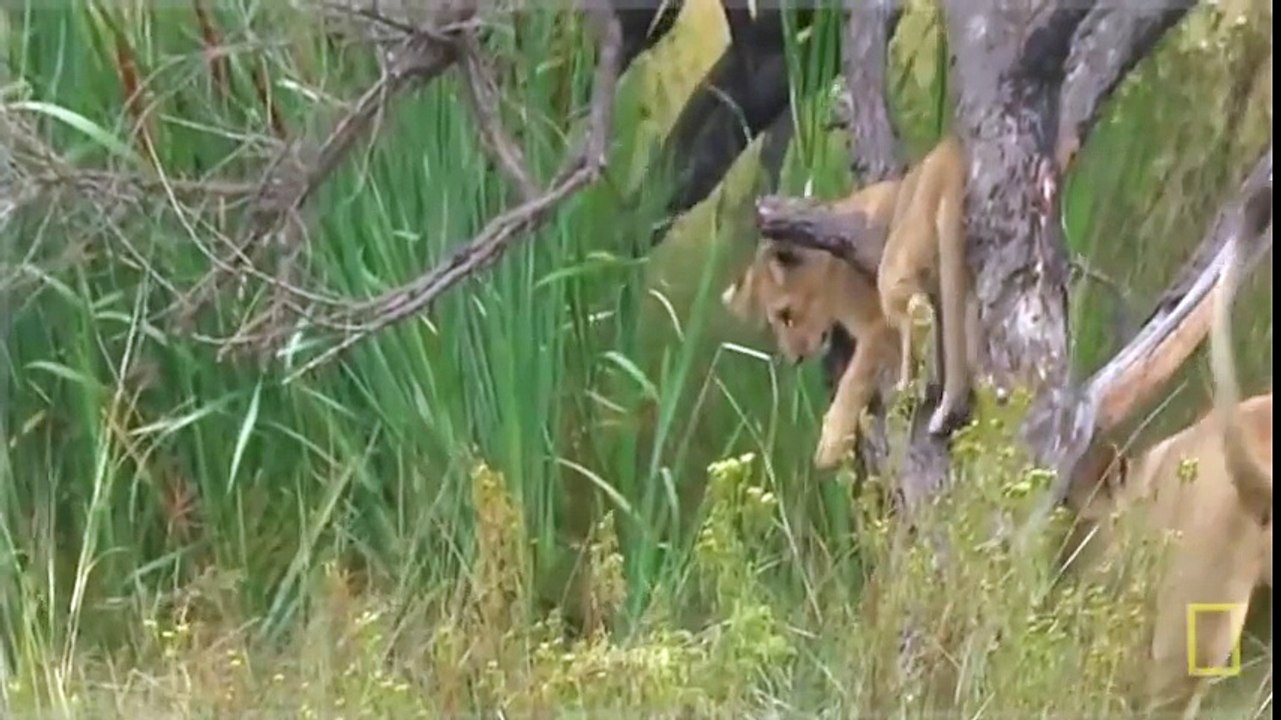 ZEBRA COUNTERATTACKS LION in a NEW LION DOCUMENTARY National Geographic (12 )