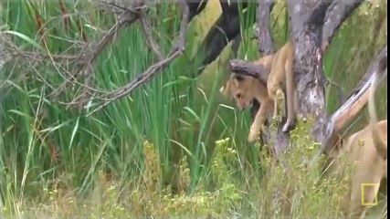 ZEBRA COUNTERATTACKS LION in a NEW LION DOCUMENTARY National Geographic (12 )