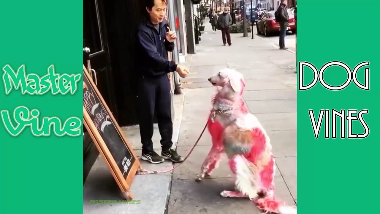 Best Funny Dog Vines Compilation 2016 !